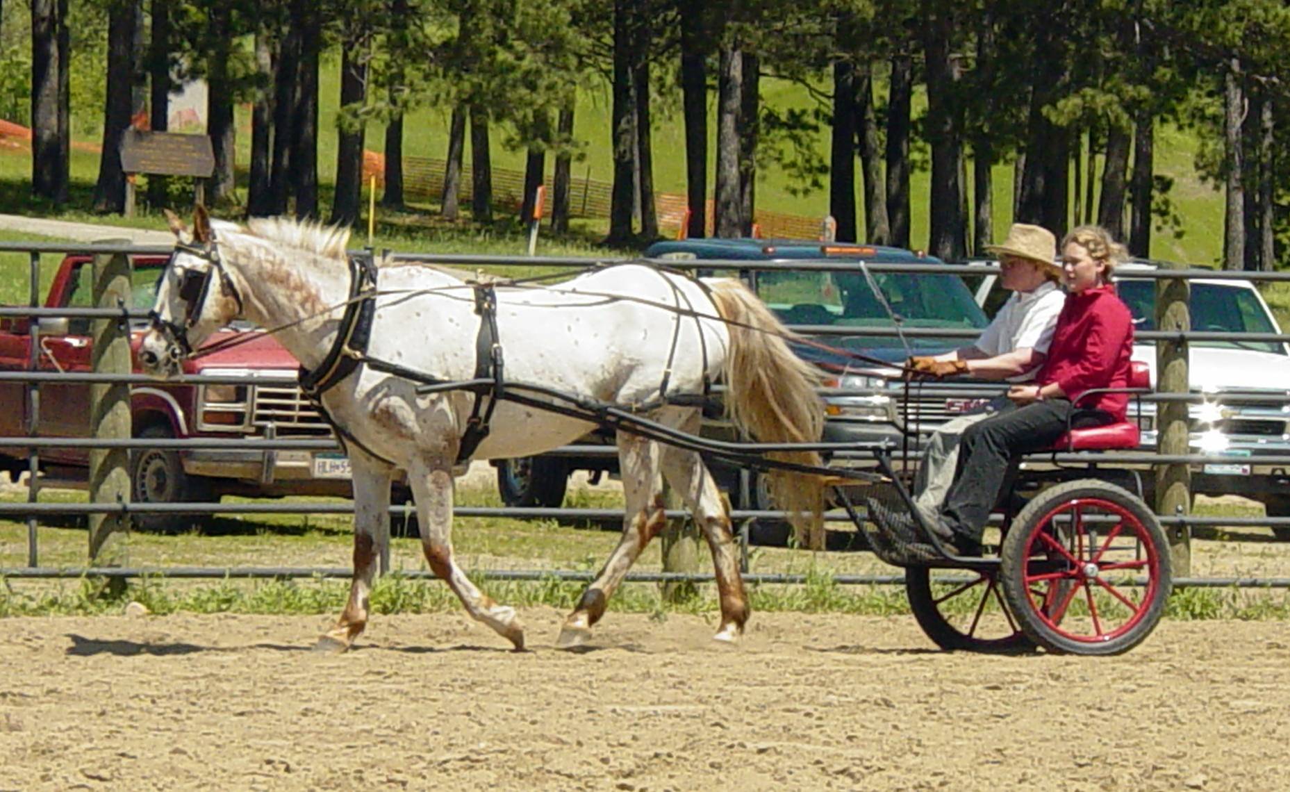 Ahonen Carriage Works Spirit Training Cart